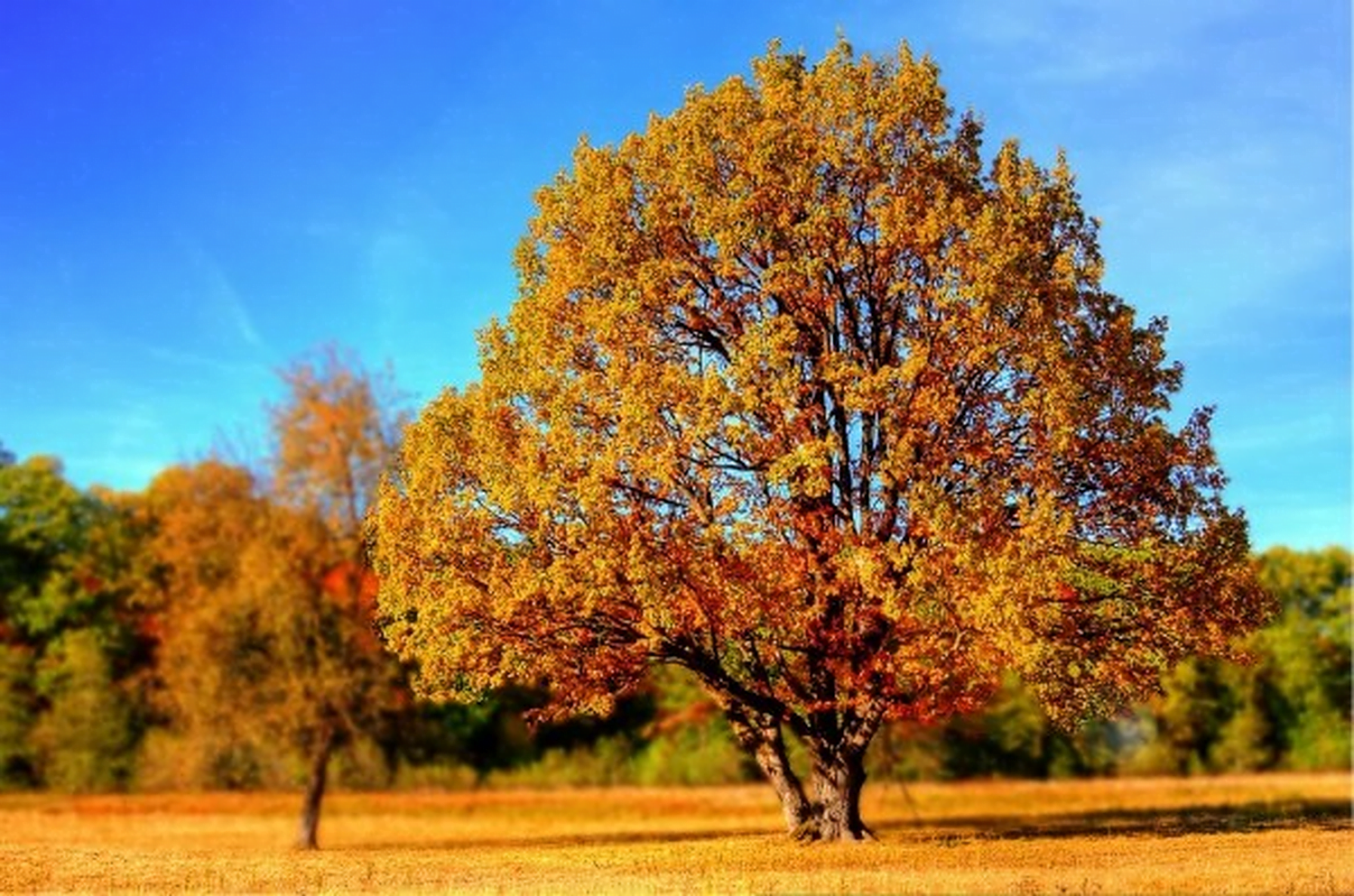 Herfst